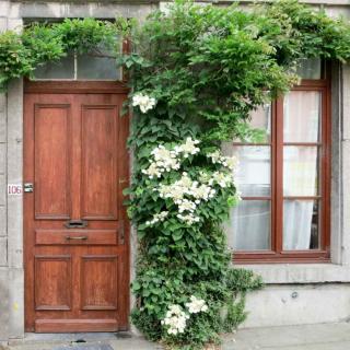 Japanese hydrangea climber