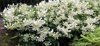 Japanese hydrangea along a ledge