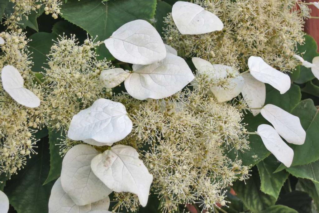 Japanese hydrangea vine flowers