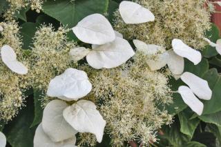 Japanese hydrangea vine flowers