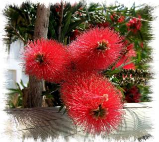 Caring for callistemon