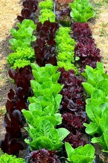 Different varieties of lettuce grown in a checkered pattern.