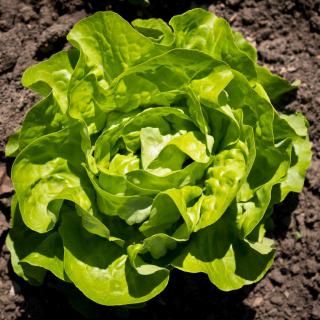 Caring for lettuce