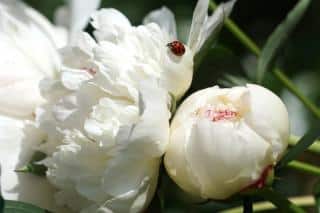 Two peony flowers, white with a dash of red, visited by a ladybug