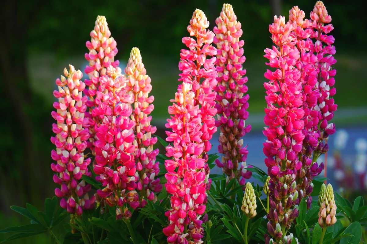 lupine - planting and advice on caring for it