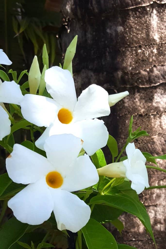 White mandevilla or dipladenia flowers against a gray trunk.