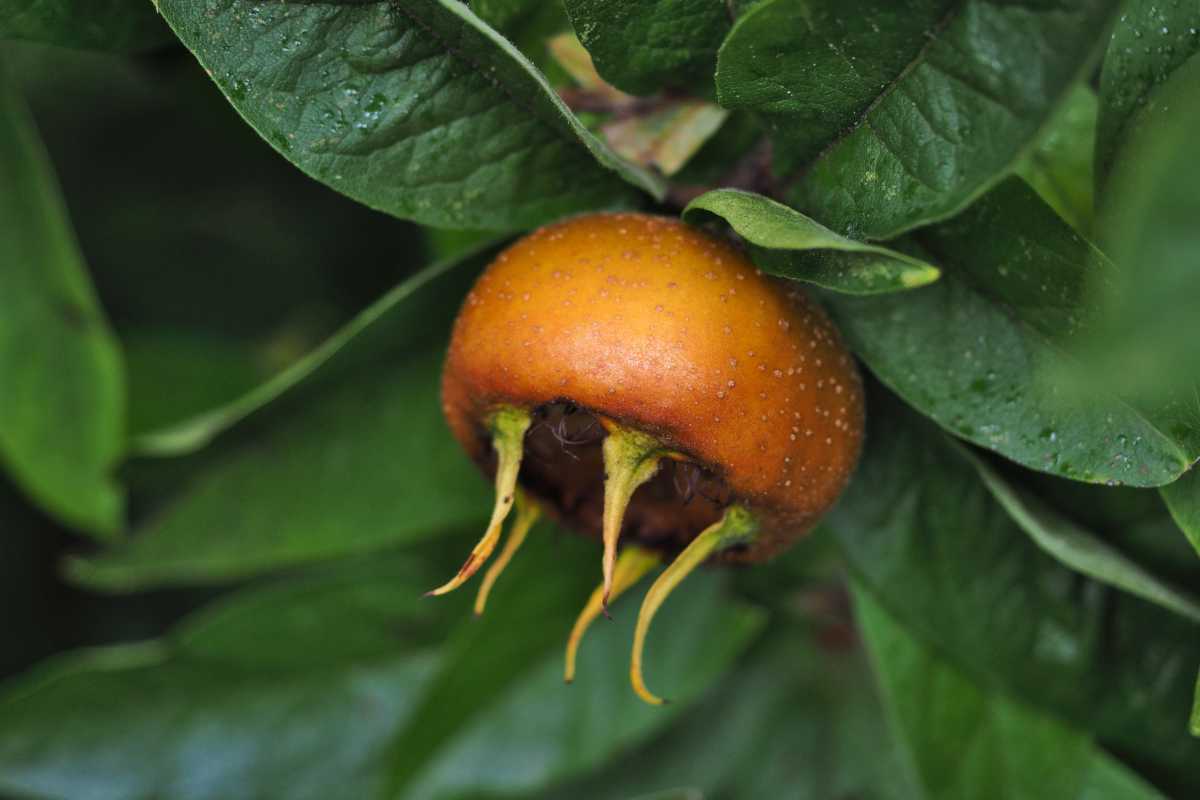 Medlar fruit, thickening but not yet ripe, on a branch.