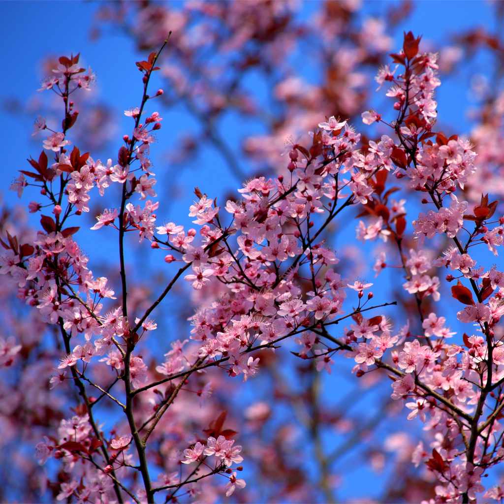 Pink-flowered branches criss-crossing on a blue sky background.