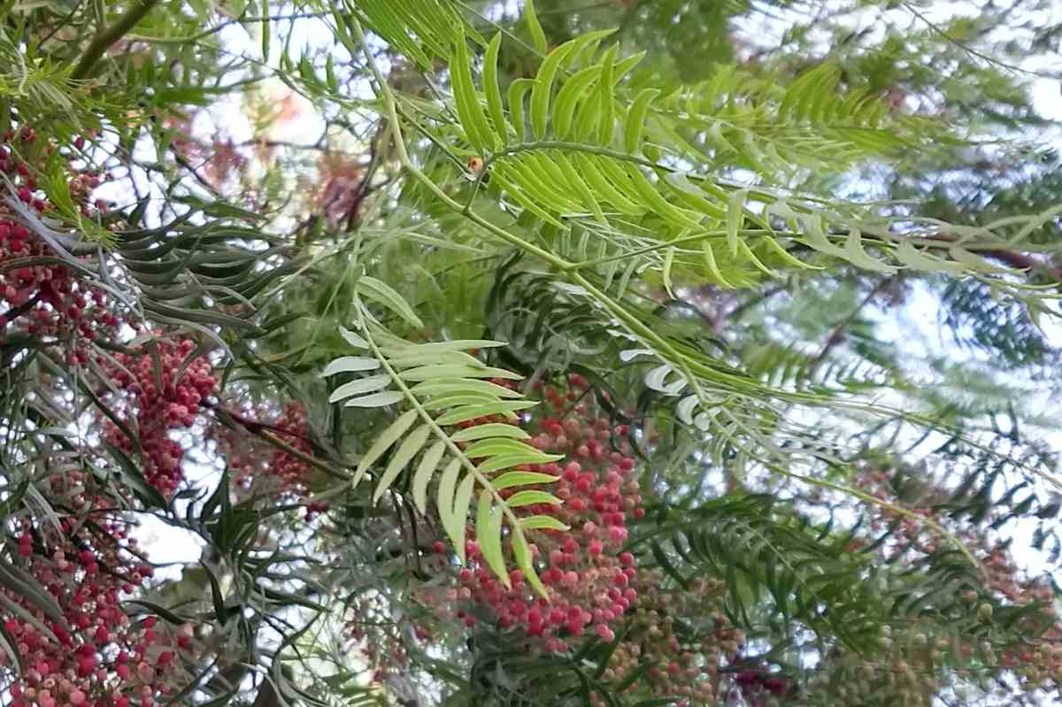 Pink peppercorn, or Schinus molle, tree with fruit