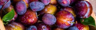 Plum harvest with dewdrops