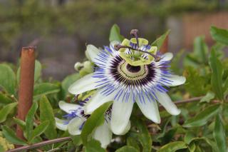 Passion flower helps sleep better