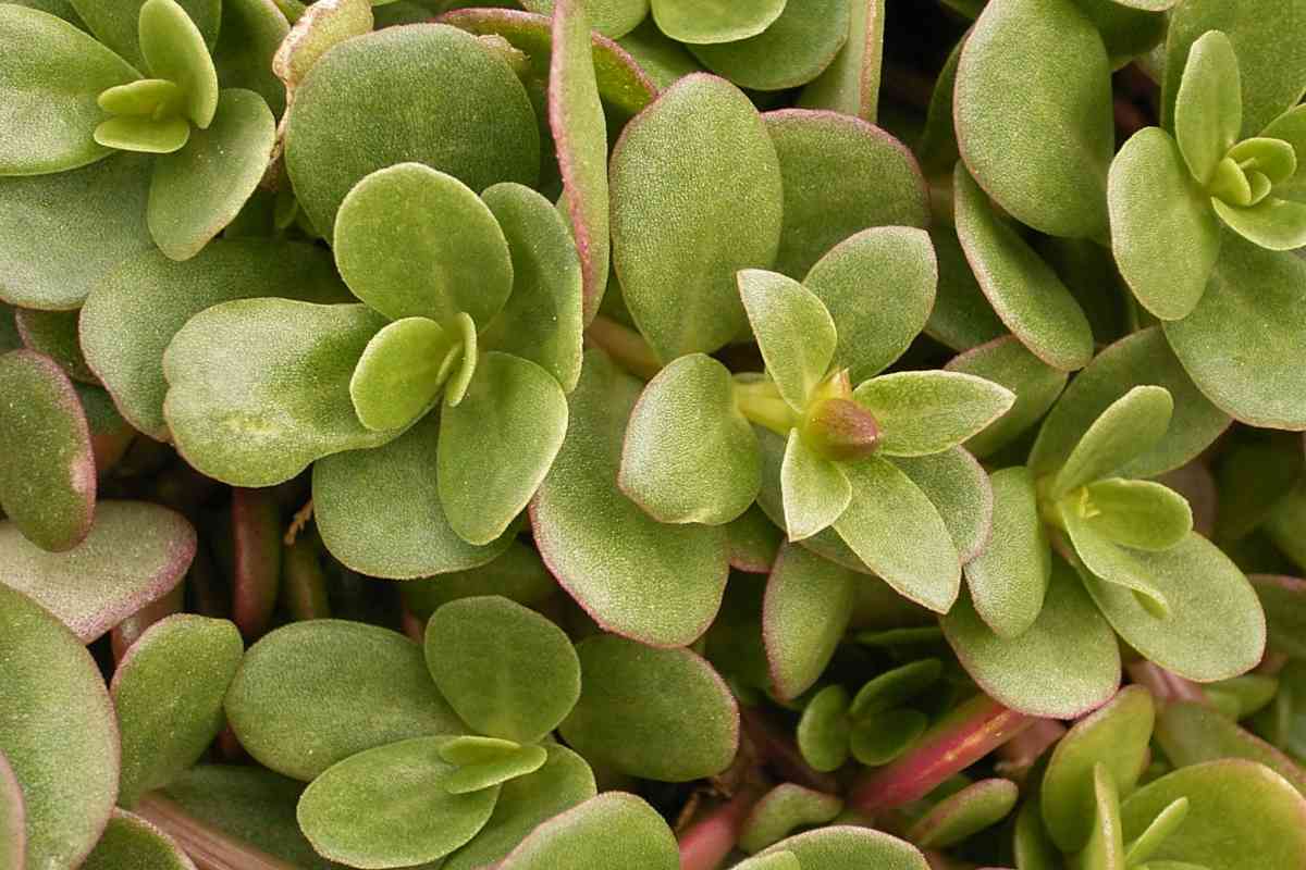Purslane, lettuce and more health in the plate