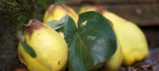 Health benefits of quince recently harvested