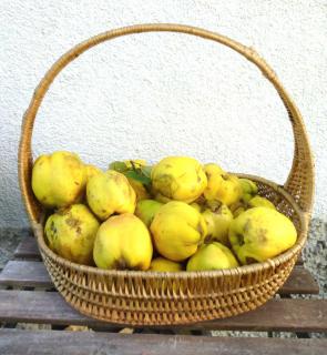 Healthy basket of quince fruits