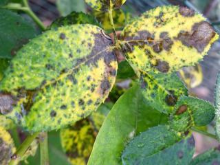 A heavily rust-covered pair of rose tree leaves.