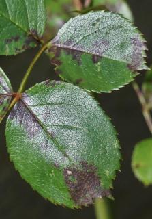 Rose tree disease - rust