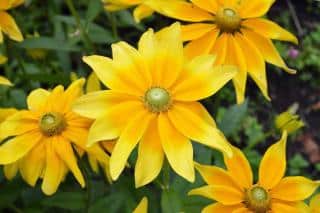 Rudbeckia flowers, how to grow them