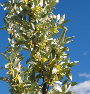 Tall silverberry shrub in full bloom with blue sky background.