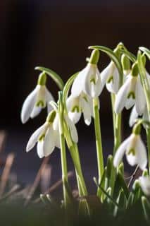 snowdrop planting