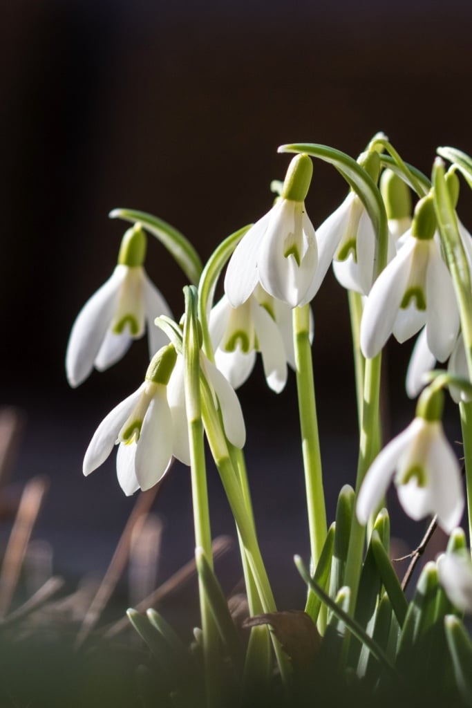thumbnail image 2 of Snowdrop Bulbs For Planting Now UK/Strong Plants That Grow Well/Mix Golden Jade Carving Feels 2 of 10