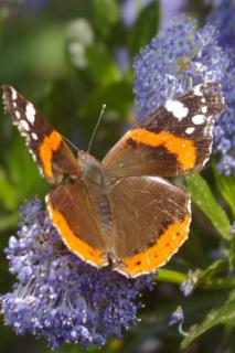 Soap bush bloom visited by a butterfly.