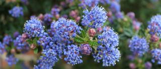 Blue soap bush flowers