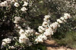 Soap bush care