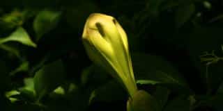 Solandra pruning