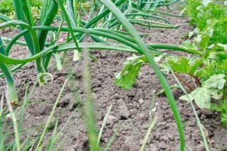 Row of onion and strawberry plants