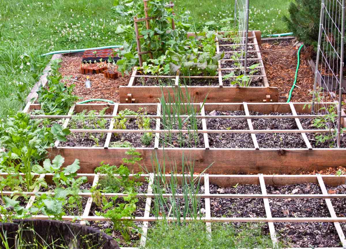 Three square-foot vegetable beds