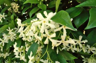 Star jasmine vine blooming