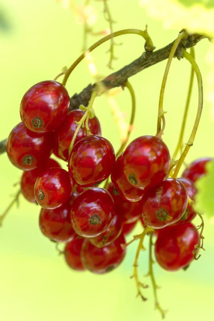 Red Berries In Summer Red Currant Bushes Raspberries Blackcurrant