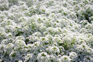 Sweet alyssum ground cover