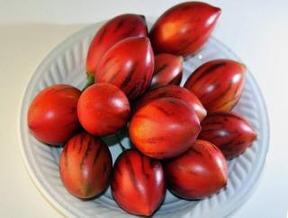 Tamarillo harvest