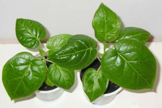 Potted tamarillo started from seed