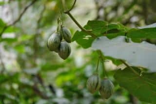 Planting tamarillo