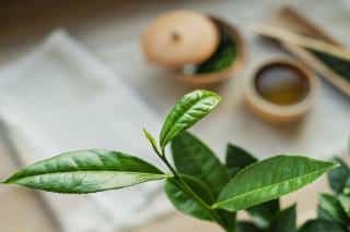 Health benefits of tea