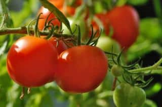 Health benefits of growing tomato