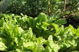 vegetable patch in fall with spinach growing in the foreground