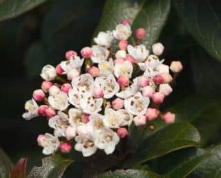 Flower of the viburnum tinus lisarose variety.