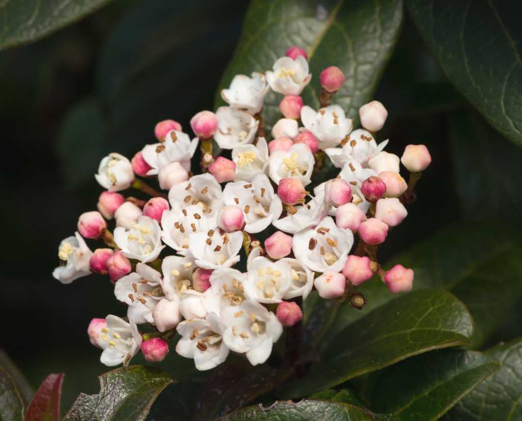 Top Five Viburnum Tinus Lisarose