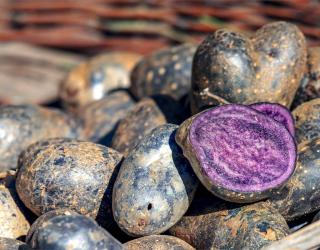 A sliced vitelotte black potato on a fresh harvest shows its purple insides.