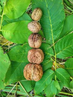Harvested walnuts arranged on walnut leaves.