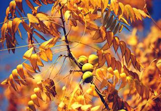 Walnut tree in fall
