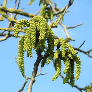 Walnut catkins