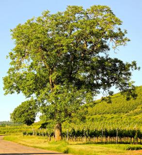 Whole walnut tree