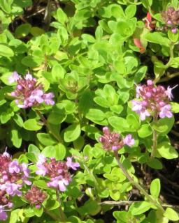 Blooming bush of wild thyme