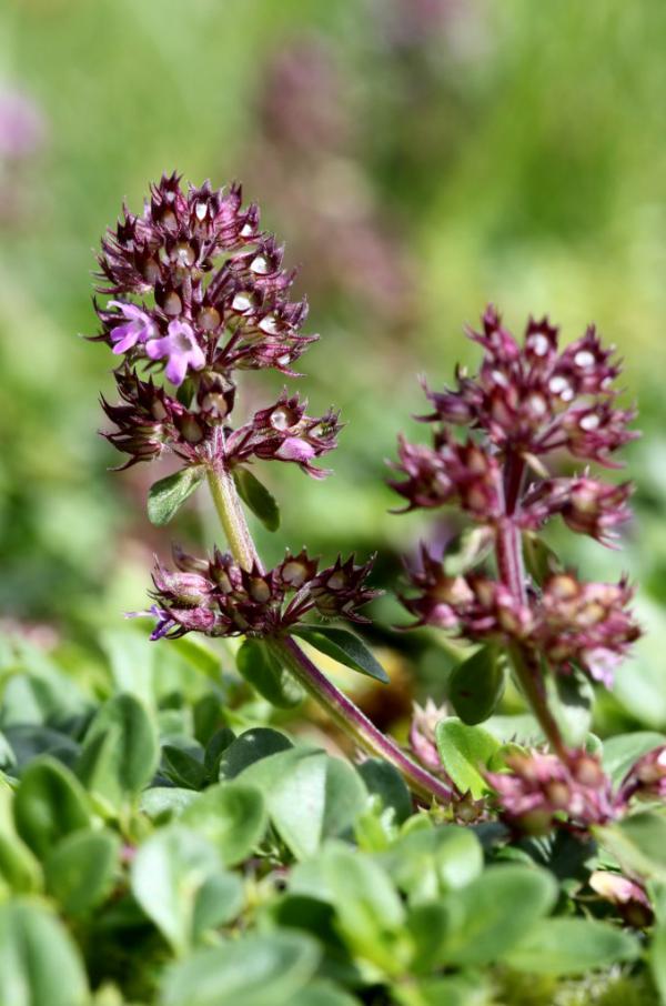 Caring for wild thyme