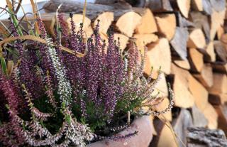 Winter balcony with logs and blooming erica heather