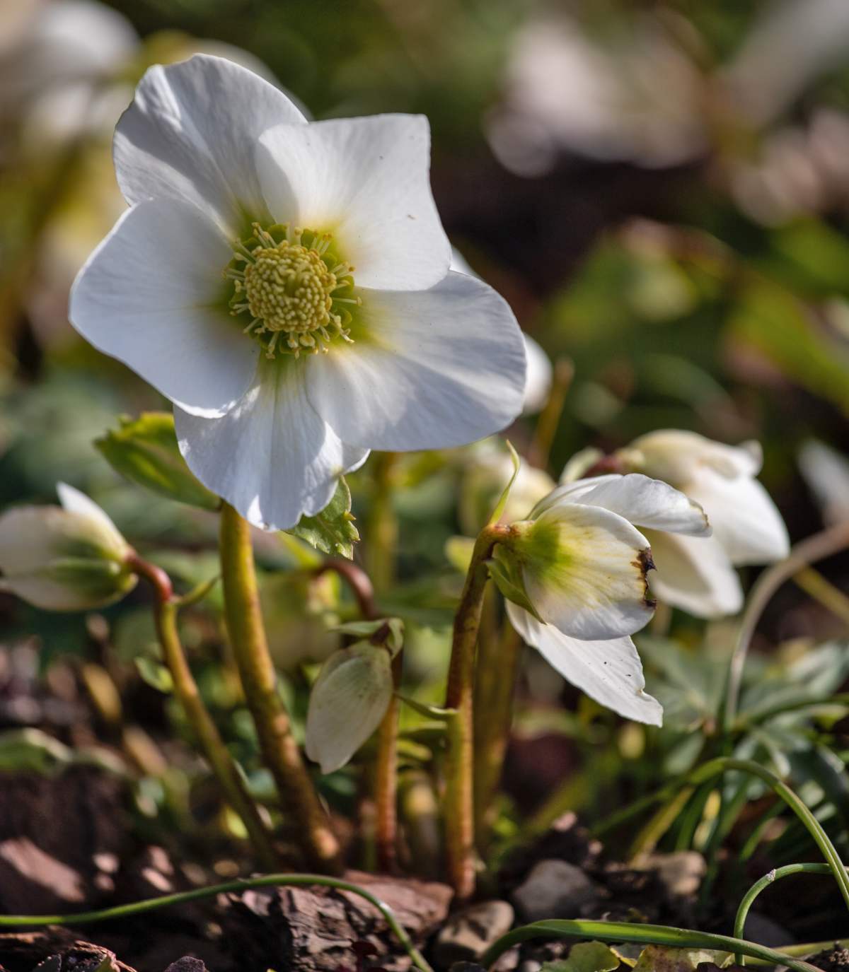 winter planting